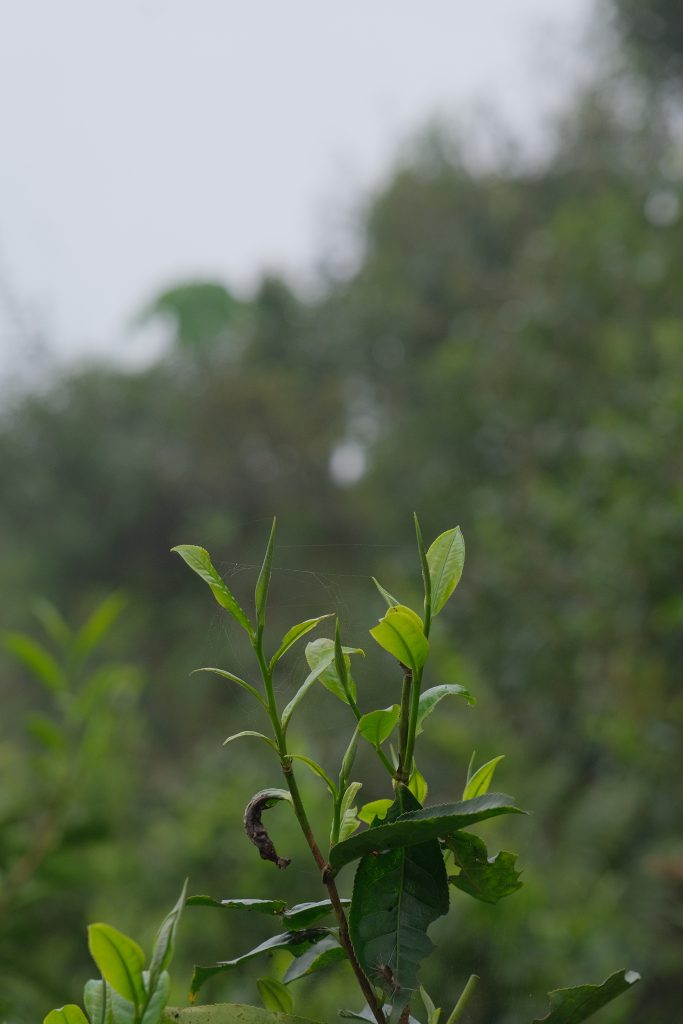 SAIGONMUSE TINH TEA 11